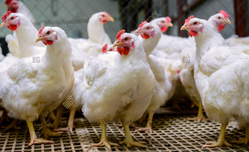 Live Chickens