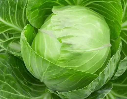 Lettuce