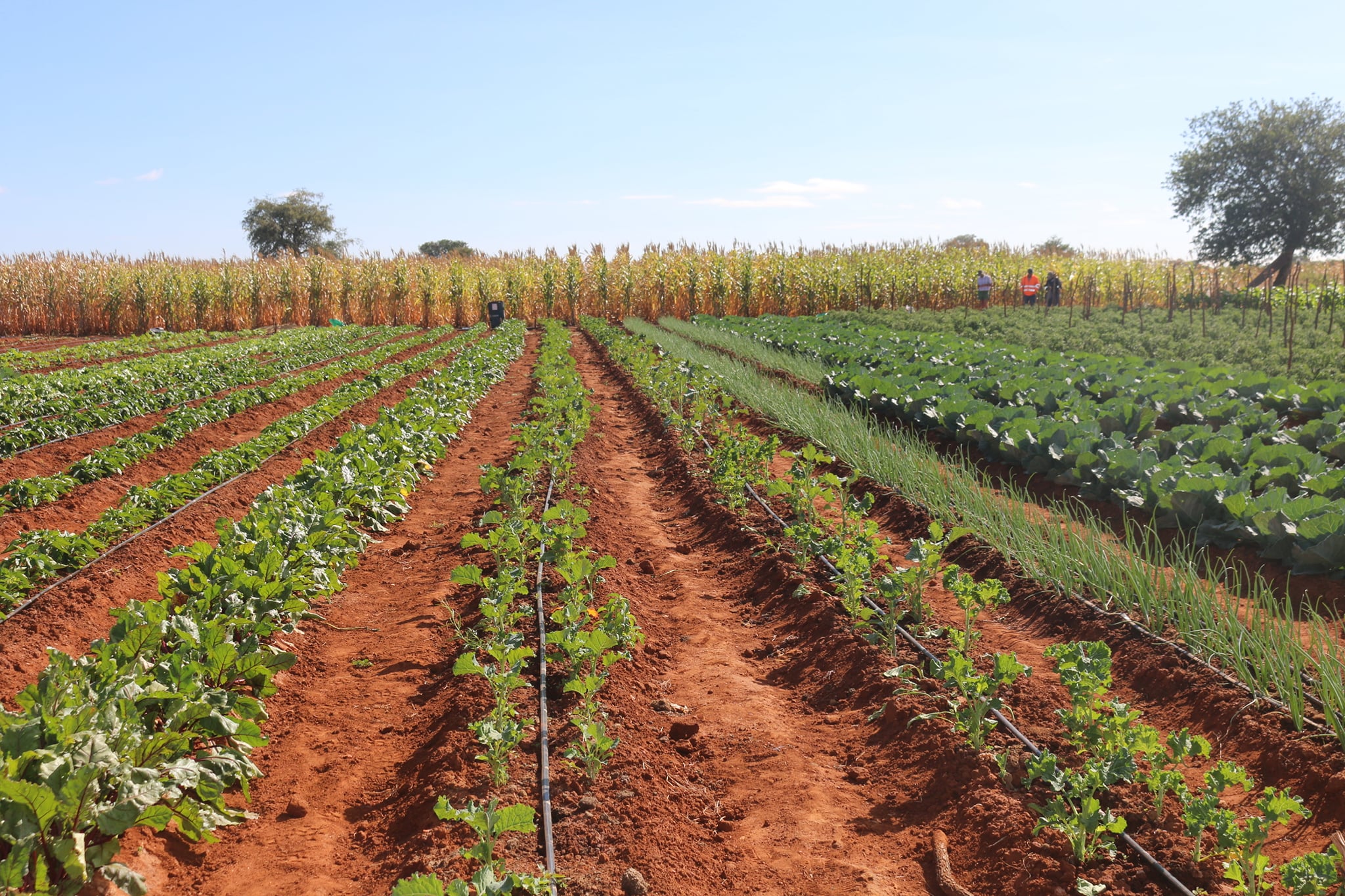 Agricultural Sciences